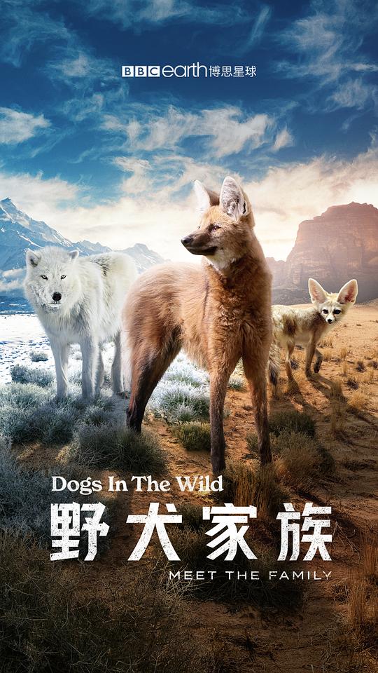 2022纪录片《野犬家族》[全3集][WEB-MP4/5.27G][中文字幕][1080P]