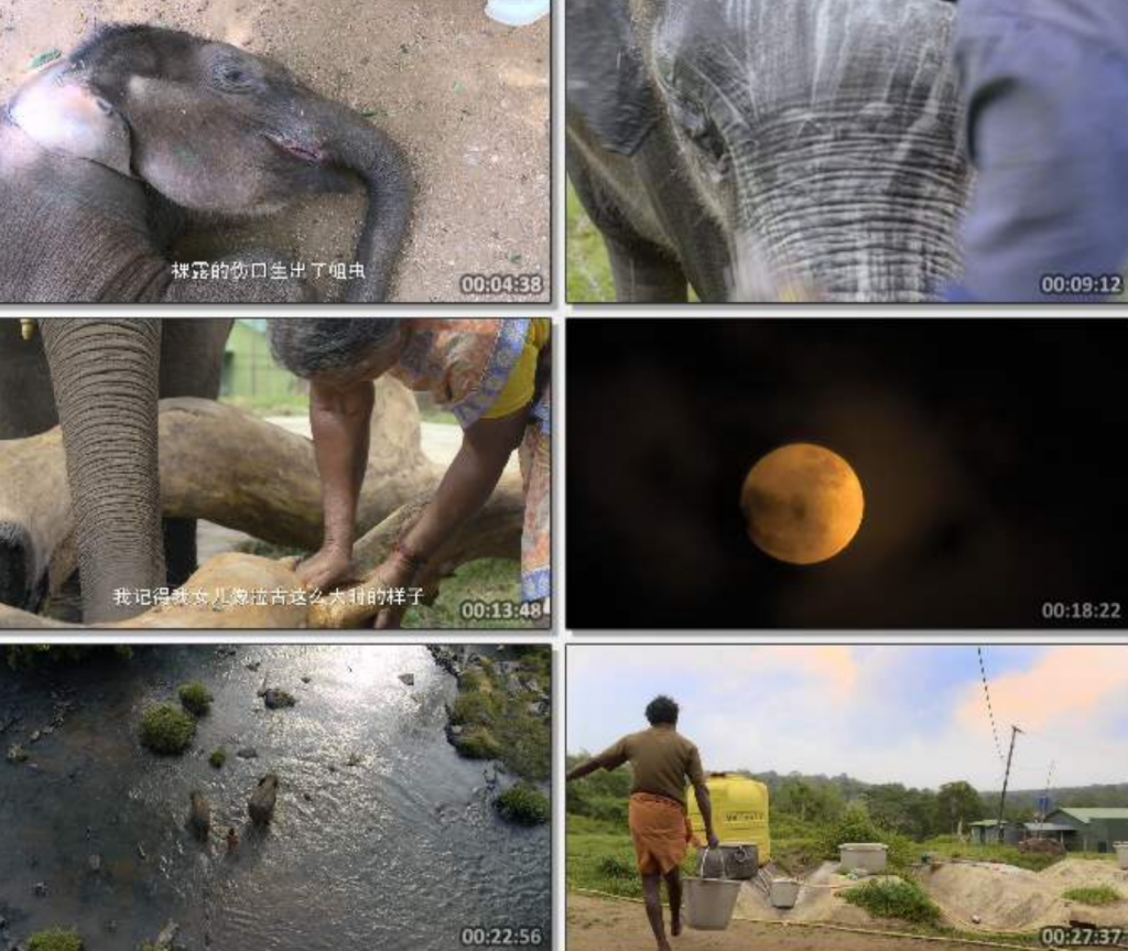 2022高分纪录片《小象守护者》1080p.BD中字