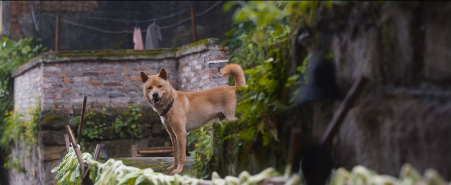 2023剧情《忠犬八公》4K.HD国语中字