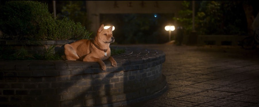 2023剧情《忠犬八公》4K.HD国语中字