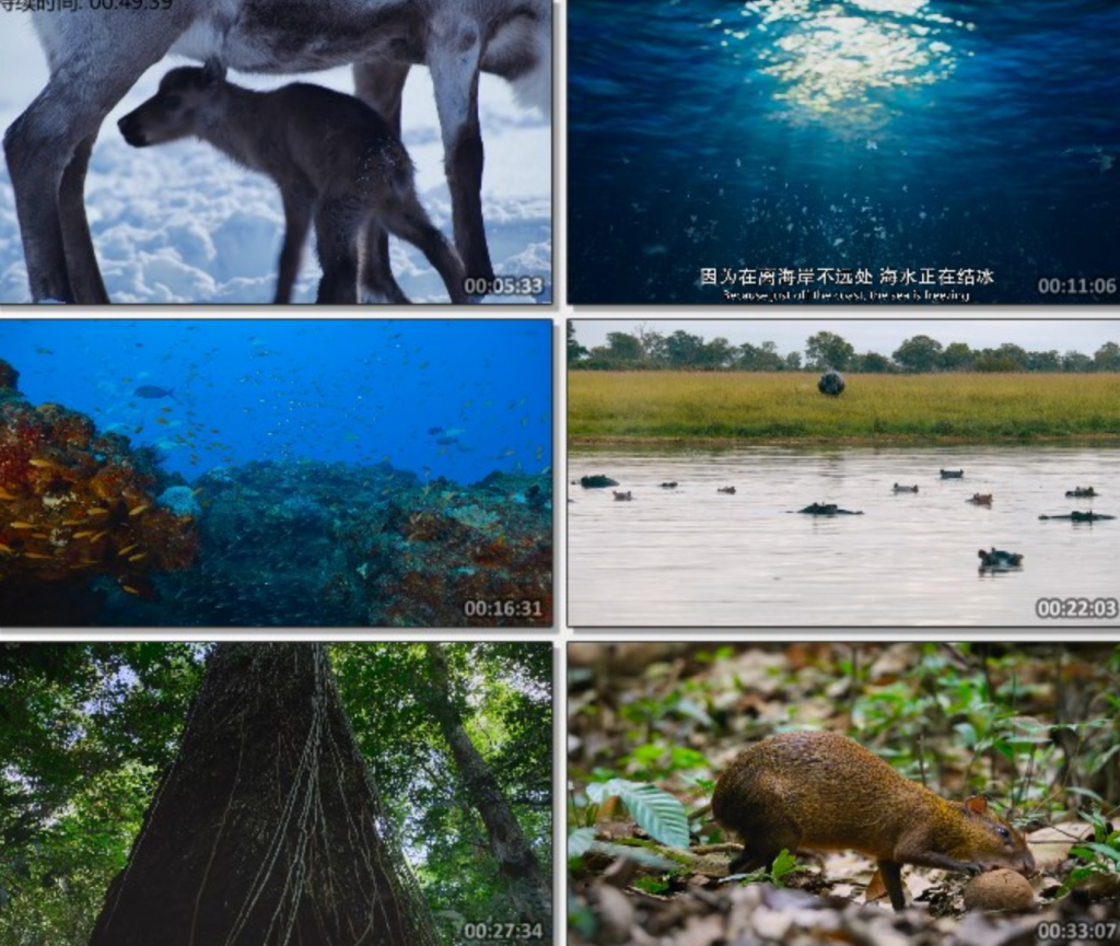 2024纪录片《我们的生物世界》1080p.HD中英双字